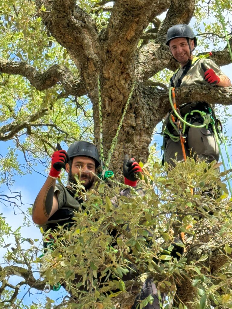 Tree Climbing potatura